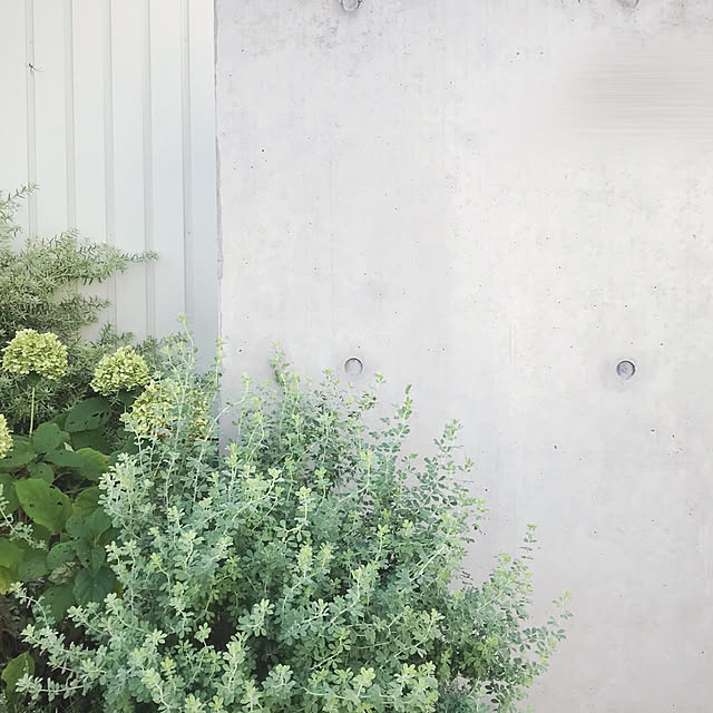 shiiさんの実例写真