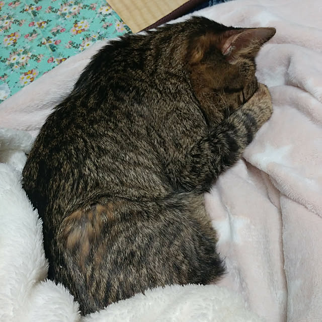 kittenblueさんの実例写真
