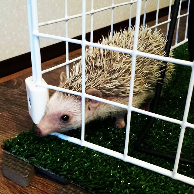 MINIさんの実例写真