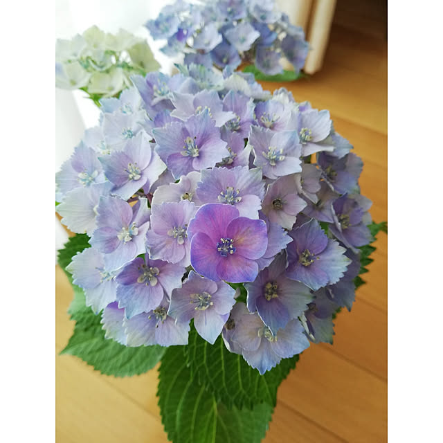 kotoripさんの実例写真