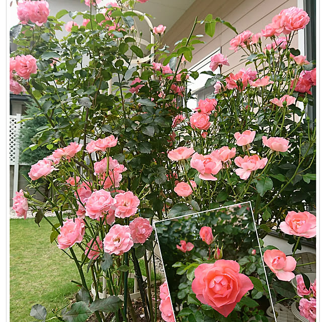 fleur-mamanさんの実例写真