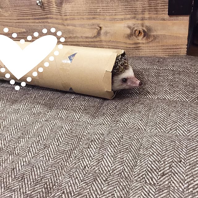 yu_kiさんの実例写真