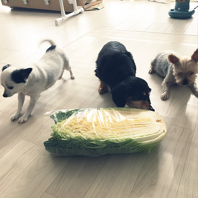 ohanaさんの実例写真