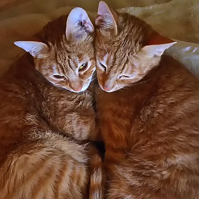37さんの実例写真