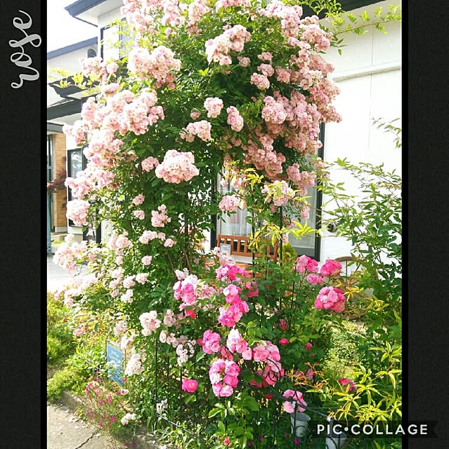 Midoriさんの実例写真
