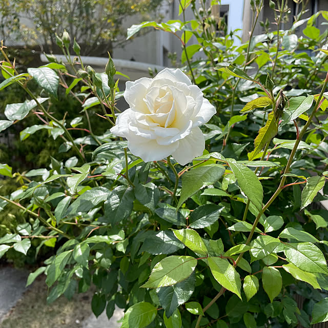 cheeさんの実例写真
