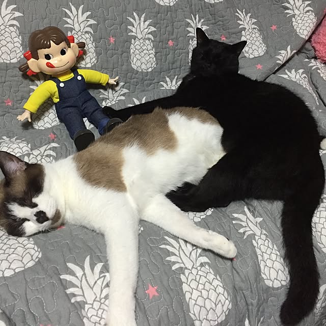 vivienne.coco-keiさんの実例写真
