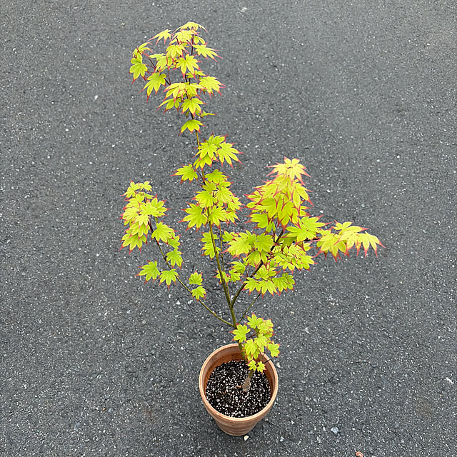 poi.cueさんの実例写真