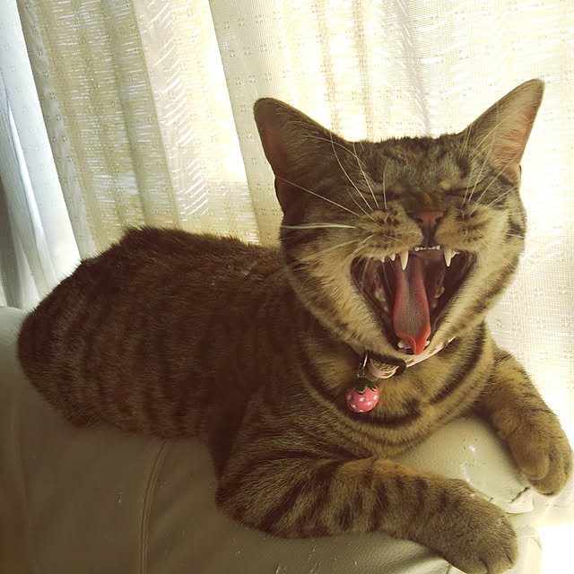 runaさんの実例写真
