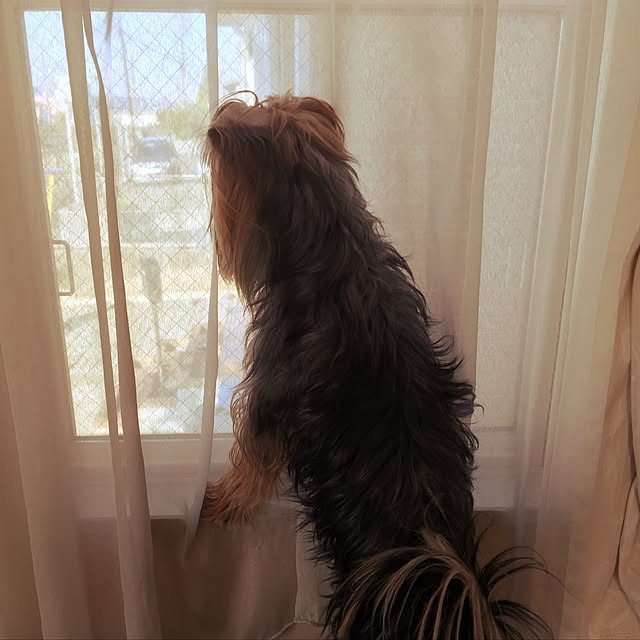 リビング/ミックス犬/いつもいいねやコメありがとうございます♡のインテリア実例 - 2016-11-04 07:51:21