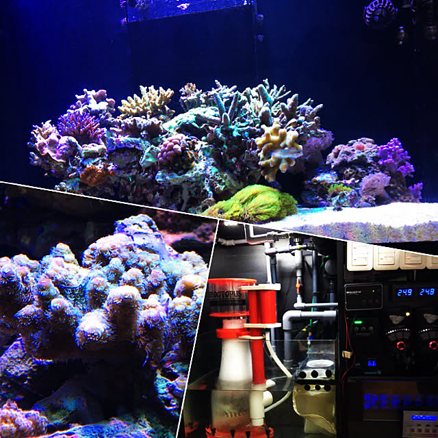 aquarium_seaさんの実例写真