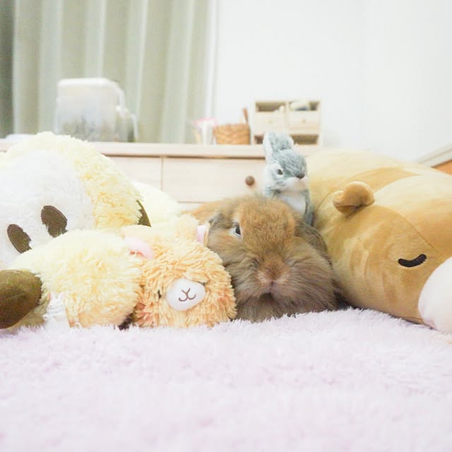 kuruさんの実例写真