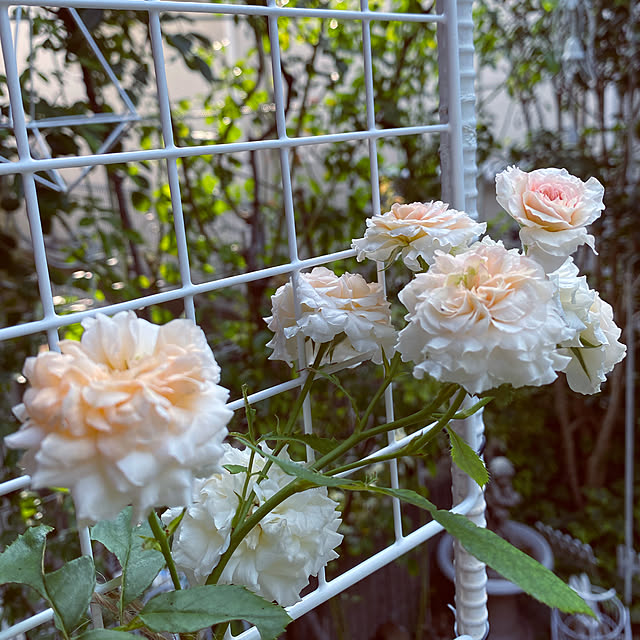 RoseLife5818さんの実例写真