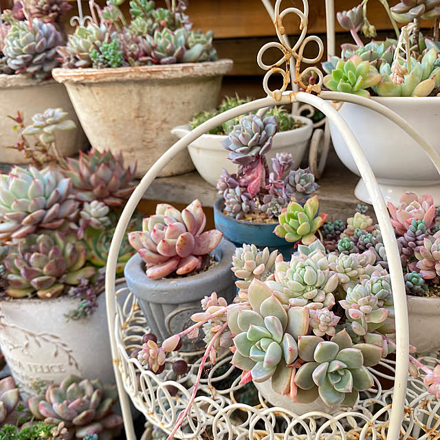 mintteaさんの部屋