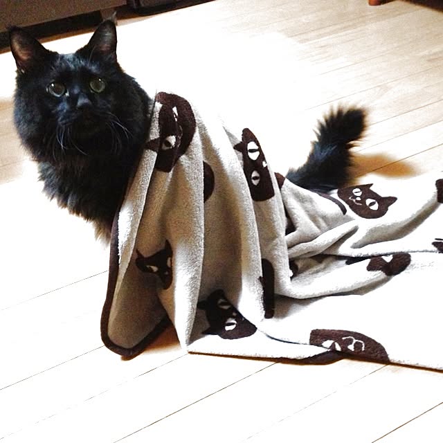 maimaiさんの実例写真
