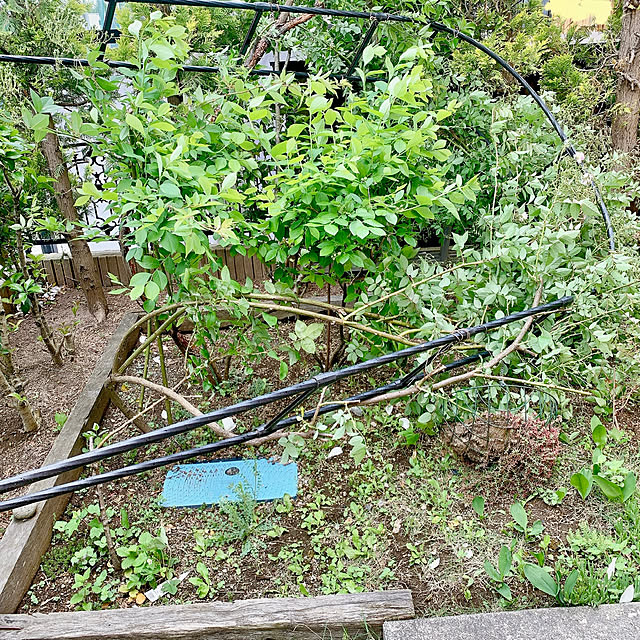 Momoさんの部屋