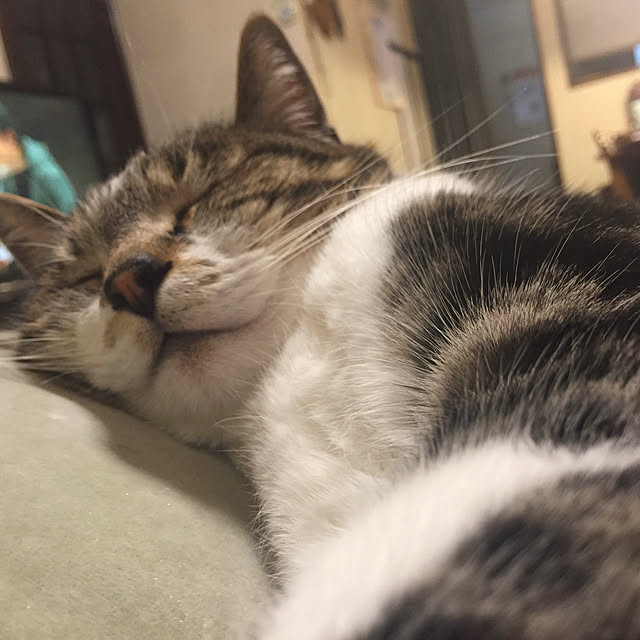 mariさんの実例写真