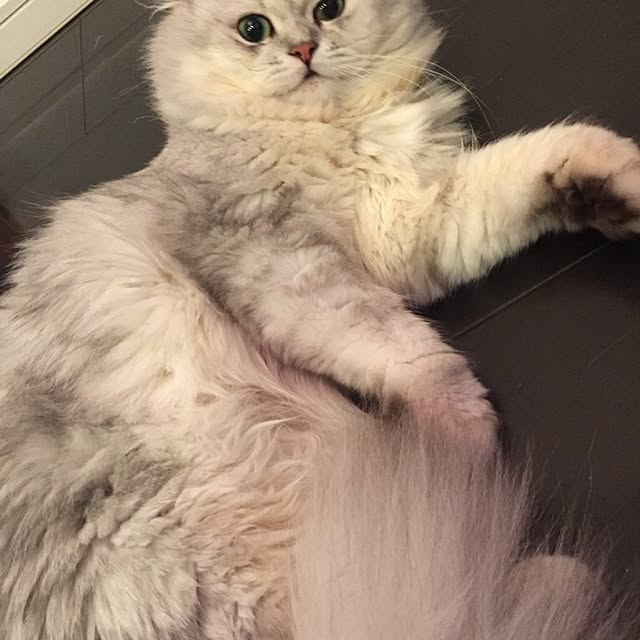 horurunさんの実例写真
