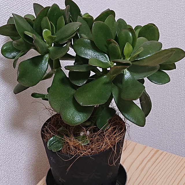NAOKIさんの実例写真