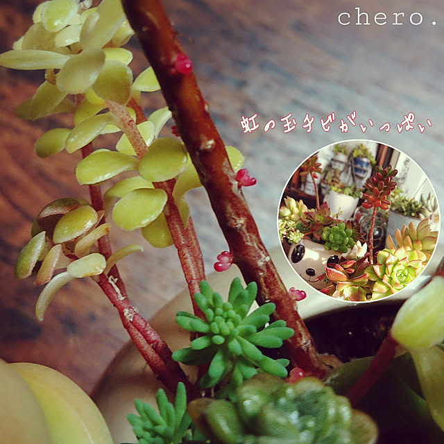 chero.さんの実例写真
