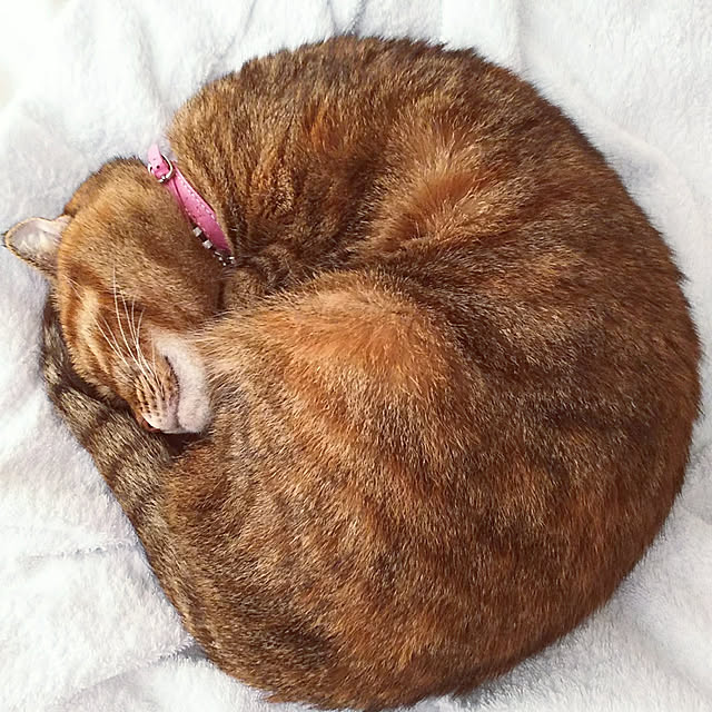 Y.Gさんの実例写真
