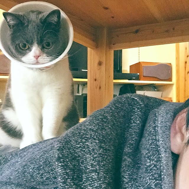 mohayaeteさんの実例写真