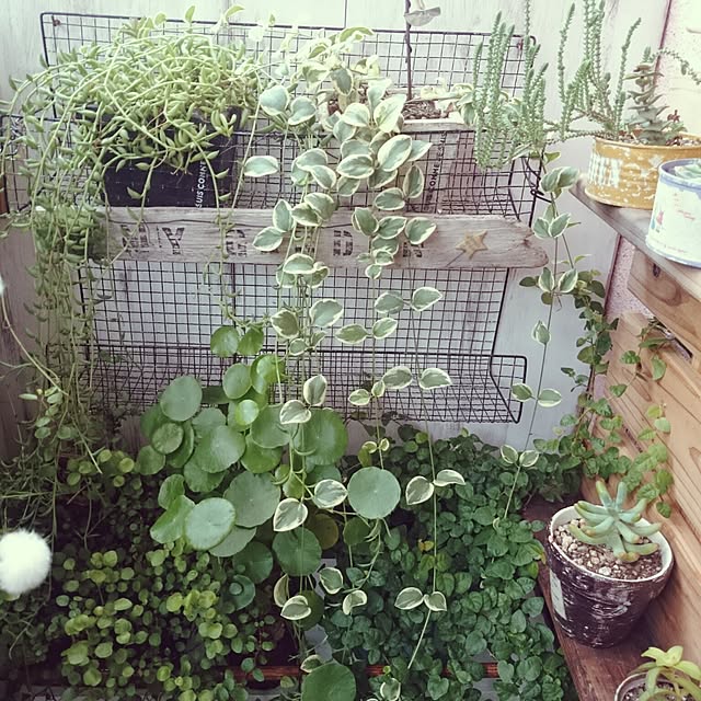 ripさんの実例写真