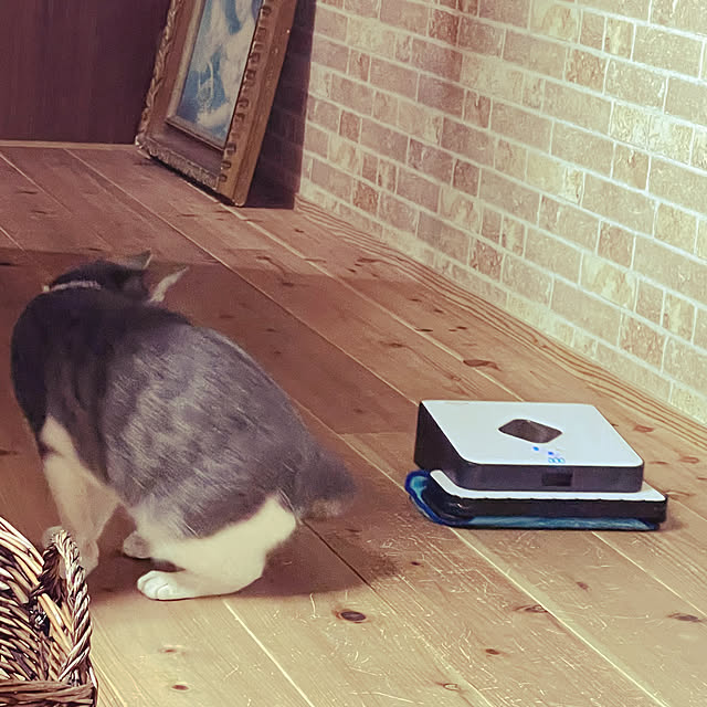 nekosamaさんの部屋
