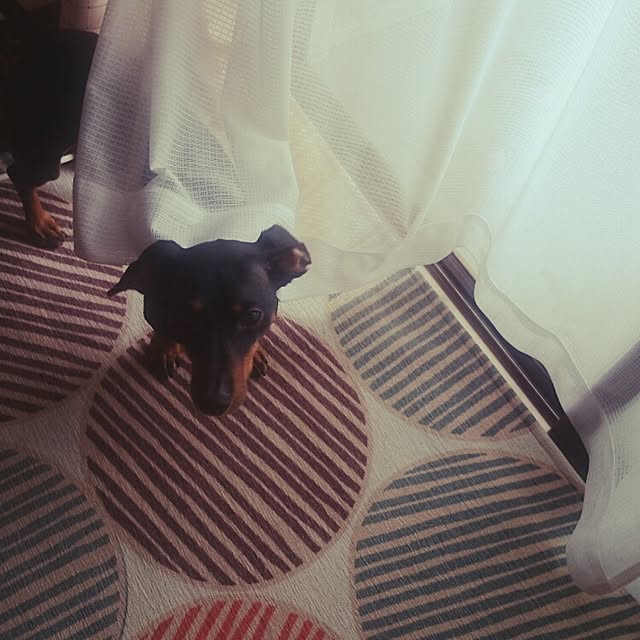 SHINOさんの実例写真