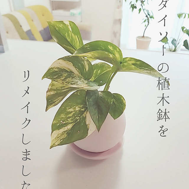 anrimamaさんの実例写真