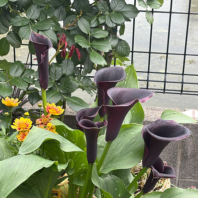 akanatukotoさんの実例写真