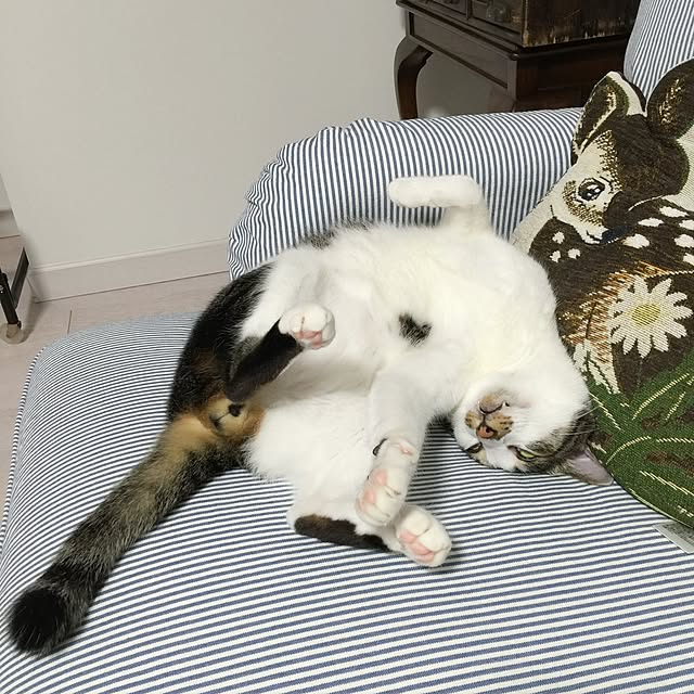 yuchiさんの実例写真