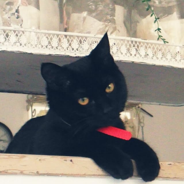 mocoさんの実例写真