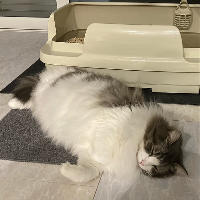 BelleCatさんの実例写真