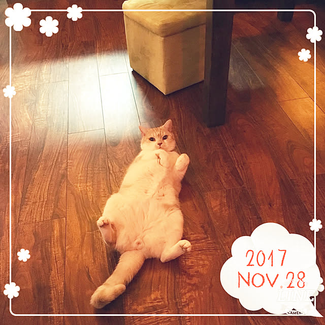 aiaiさんの実例写真