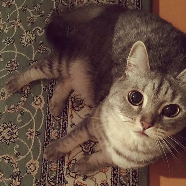 mayraionさんの実例写真
