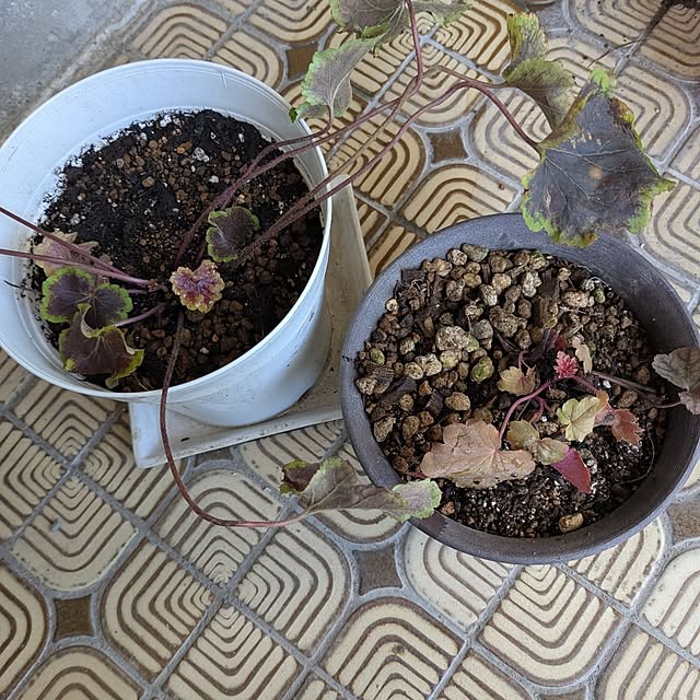 machikomamaさんの実例写真