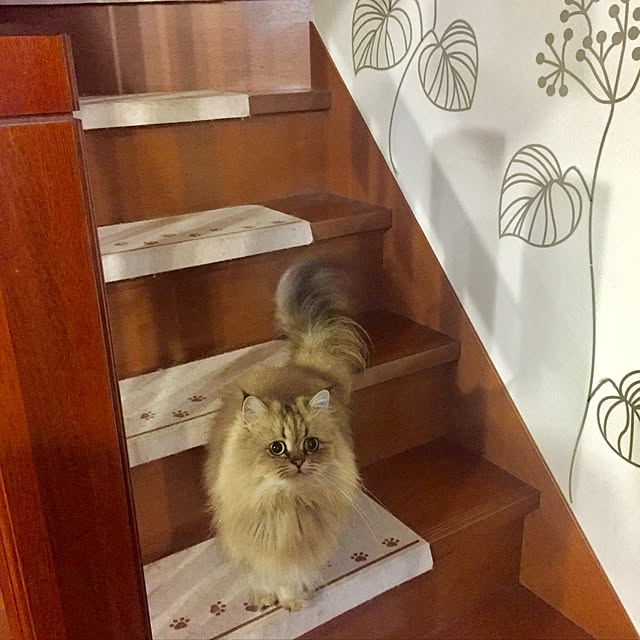 butachanさんの実例写真