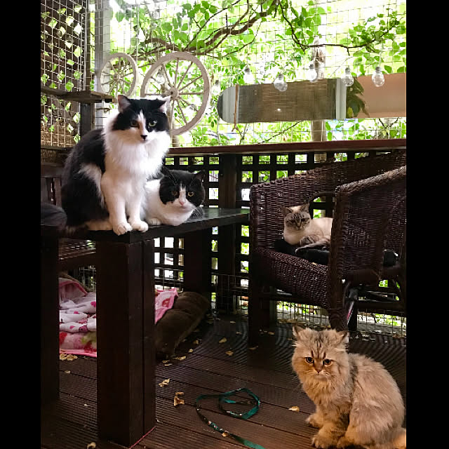 butachanさんの実例写真