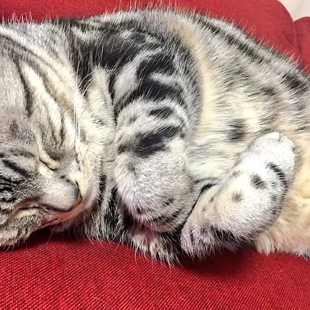 hiro_mashさんの実例写真
