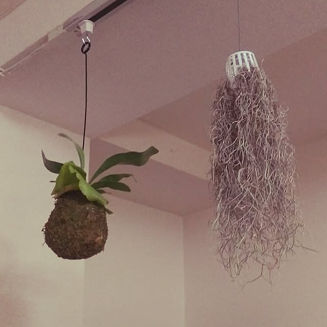 chayさんの実例写真