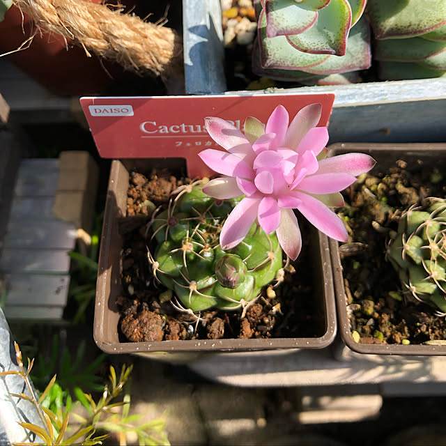 beautifulflowerさんの実例写真