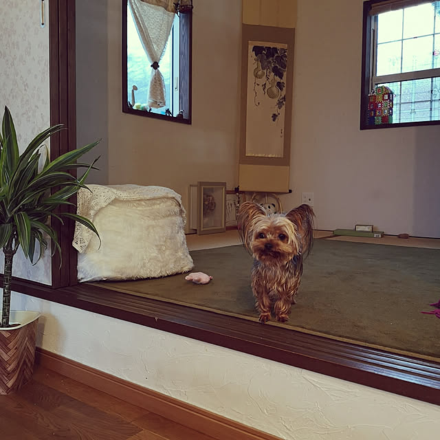 akiさんの実例写真