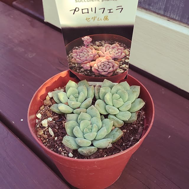 harukaさんの実例写真