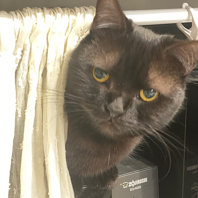 okapiさんの部屋