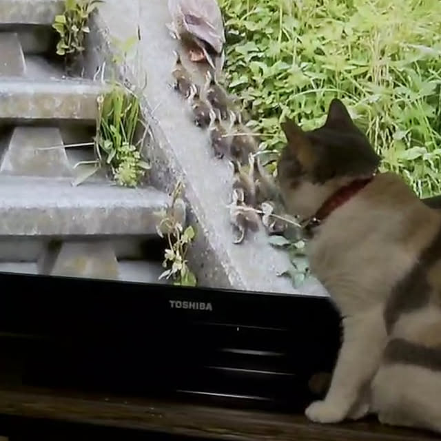 fukuさんの実例写真