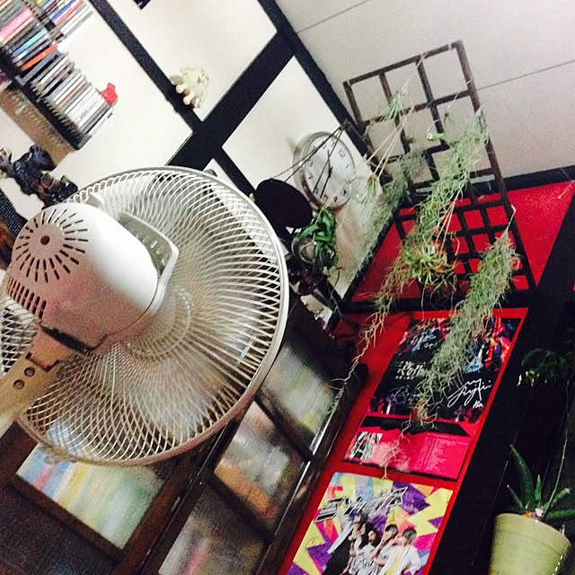 部屋全体/スパニッシュモス/ジュンセア/本棚/観葉植物...などのインテリア実例 - 2015-07-21 22:43:25