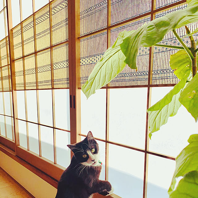 fuwafuwa0215さんの実例写真