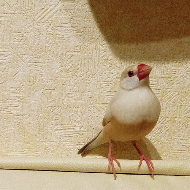 achuminさんの実例写真
