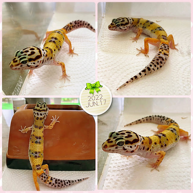 HappyRoseさんの実例写真
